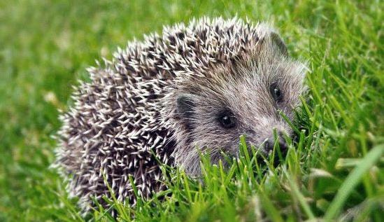 День ежа (Hedgehog Day)