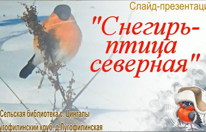 Снегирь-птица северная