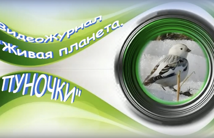 «Пуночки»