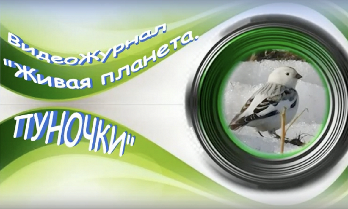 «Пуночки»