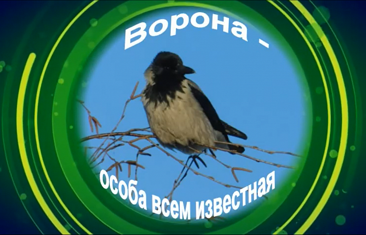 Ворона – особа всем известная